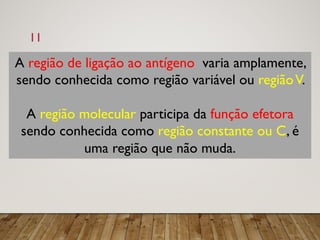 11
A região de ligação ao antígeno varia amplamente,
sendo conhecida como região variável ou regiãoV.
A região molecular participa da função efetora
sendo conhecida como região constante ou C, é
uma região que não muda.
 