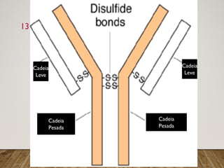 13
Cadeia
Pesada
Cadeia
Pesada
Cadeia
Leve
Cadeia
Leve
 