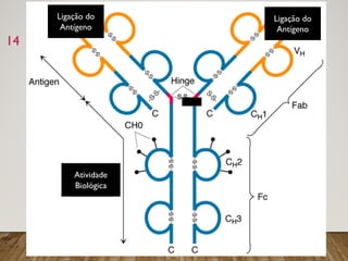 14
Atividade
Biológica
Ligação do
Antígeno
Ligação do
Antígeno
 