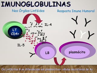 IMUNOGLOBULINAS
Os Linfócitos B se diferenciam em plasmócitos= células secretoras de Ac
LT
CD4+
LB plasmócito
YY
Y Y
Y
IL-5
IL-4
Nos Órgãos Linfóides Resposta Imune Humoral
Y
 