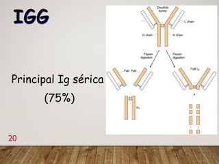 IGG
Principal Ig sérica
(75%)
20
 