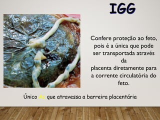IGG
Único Ac que atravessa a barreira placentária
Confere proteção ao feto,
pois é a única que pode
ser transportada através
da
placenta diretamente para
a corrente circulatória do
feto.
 