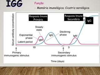 IGG Função:
- Memória imunológica; Cicatriz sorológica
Resposta Imune
Primária
Resposta Imune
Secundária
IgG
 