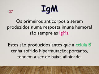 27
Os primeiros anticorpos a serem
produzidos numa resposta imune humoral
são sempre as IgMs.
Estes são produzidos antes que a célula B
tenha sofrido hipermutação; portanto,
tendem a ser de baixa afinidade.
IgM
 
