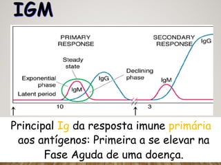 IGM
Principal Ig da resposta imune primária
aos antígenos: Primeira a se elevar na
Fase Aguda de uma doença.
 