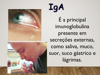 31
É a principal
imunoglobulina
presente em
secreções externas,
como saliva, muco,
suor, suco gástrico e
lágrimas.
IgA
 