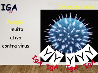 33
IGA
Função:
muito
ativa
contra vírus
Infecção Viral
Y Y
Y
Y
Y
IgA IgA IgA
IgA
 