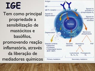IGE
Tem como principal
propriedade a
sensibilização de
mastócitos e
basófilos,
promovendo reação
inflamatória, através
da liberação de
mediadores químicos
 
