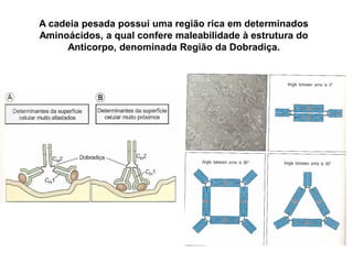 A cadeia pesada possui uma região rica em determinados
Aminoácidos, a qual confere maleabilidade à estrutura do
Anticorpo, denominada Região da Dobradiça.
 
