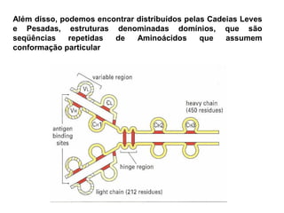 Além disso, podemos encontrar distribuídos pelas Cadeias Leves
e Pesadas, estruturas denominadas domínios, que são
seqüências repetidas de Aminoácidos que assumem
conformação particular
 