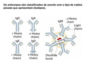 Os anticorpos são classificados de acordo com o tipo de cadeia
pesada que apresentam (Isotipos).
 