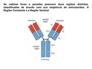As cadeias leves e pesadas possuem duas regiões distintas,
classificadas de acordo com sua seqüência de aminoácidos: A
Região Constante e a Região Variável
 