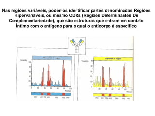 Nas regiões variáveis, podemos identificar partes denominadas Regiões
Hipervariáveis, ou mesmo CDRs (Regiões Determinantes De
Complementariedade), que são estruturas que entram em contato
Íntimo com o antígeno para o qual o anticorpo é específico
 