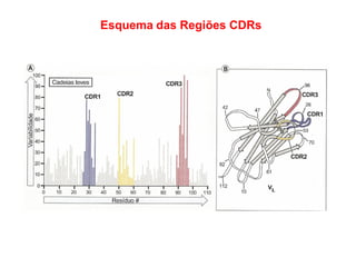 Esquema das Regiões CDRs
 