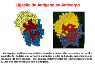 Ligação do Antígeno ao Anticorpo
As regiões variáveis das cadeias pesadas e leves são mostradas em azul e
amarelo. As cadeias em vermelho compõem o sítio de ligação, evidenciando os
resíduos de aminoácidos, nas regiões determinantes de complementariedade
(CDR), que fazem contato com o antígeno.
 