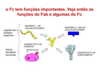 o Fc tem funções importantes. Veja então as
funções do Fab e algumas do Fc
RECEPTOR DE
Fc
Fab
Fc
MICRÓBIO 1 - SE
LIGA AO ANTICORPO MICRÓBIO 2 - NÃO SE
LIGA AO ANTICORPO
LIGAÇÃO DO Fc AO
FAGÓCITO
LIGAÇÃO DO Fc AO
COMPLEMENTO
Ligação com o
antígeno
específico
Outras
atividades
funcionais
 