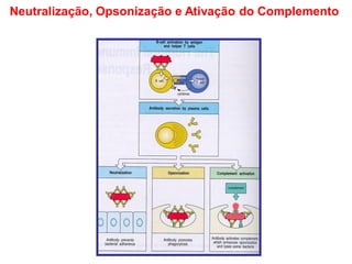 Neutralização, Opsonização e Ativação do Complemento
 