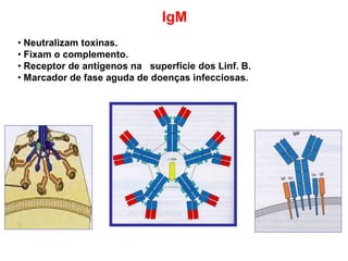 IgM
• Neutralizam toxinas.
• Fixam o complemento.
• Receptor de antígenos na superfície dos Linf. B.
• Marcador de fase aguda de doenças infecciosas.
 