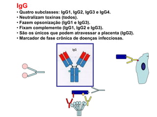 IgG
• Quatro subclasses: IgG1, IgG2, IgG3 e IgG4.
• Neutralizam toxinas (todos).
• Fazem opsonização (IgG1 e IgG3).
• Fixam complemento (IgG1, IgG2 e IgG3).
• São os únicos que podem atravessar a placenta (IgG2).
• Marcador de fase crônica de doenças infecciosas.
 
