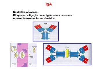 IgA
• Neutralizam toxinas.
• Bloqueiam a ligação de antígenos nas mucosas.
• Apresentam-se na forma dimérica.
 