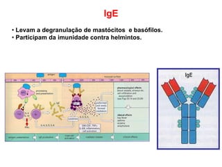 IgE
• Levam a degranulação de mastócitos e basófilos.
• Participam da imunidade contra helmintos.
 