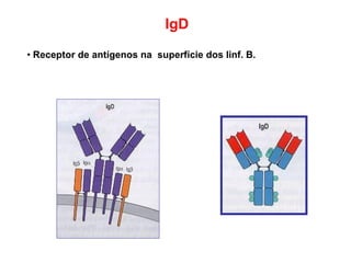IgD
• Receptor de antígenos na superfície dos linf. B.
 
