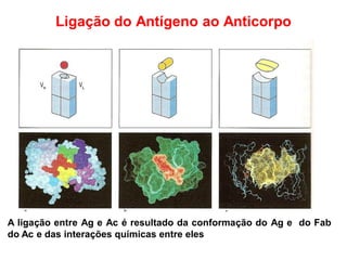Ligação do Antígeno ao Anticorpo
A ligação entre Ag e Ac é resultado da conformação do Ag e do Fab
do Ac e das interações químicas entre eles
 