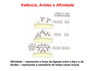 Afinidade – representa a força da ligação entre o Ag e o Ac
Avidez – representa o somatório de todas essas forças
Valência, Avidez e Afinidade
 