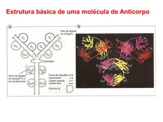 Estrutura básica de uma molécula de Anticorpo
 