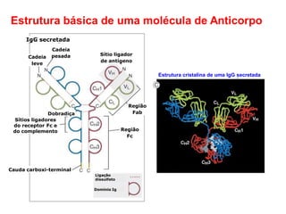Estrutura básica de uma molécula de Anticorpo
IgG secretada
Cadeia
leve
Cadeia
pesada Sítio ligador
de antígeno
Região
FabDobradiça
Sítios ligadores
do receptor Fc e
do complemento
Cauda carboxi-terminal
Ligação
dissulfeto
Domínio Ig
Região
Fc
Estrutura cristalina de uma IgG secretada
 