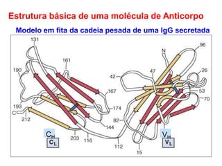 Estrutura básica de uma molécula de Anticorpo
Modelo em fita da cadeia pesada de uma IgG secretada
CH VH
 