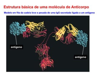 Estrutura básica de uma molécula de Anticorpo
Modelo em fita da cadeia leve e pesada de uma IgG secretada ligada a um antígeno
antígeno
antígeno
 