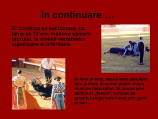 In continuare …   Ei continua sa sectioneze, cu lama de 10 cm, maduva spinarii taurului, la nivelul vertebrelor superioare si inferioare.  In felul acesta, taurul este paralizat, fara putinta de-a mai putea misca muschii respiratori. El moare prin asfixie si, deseori, sufocat de propriul singe care-i iese prin gura si nari…  