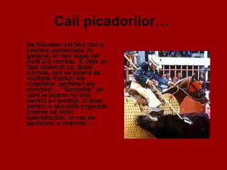 Caii picadorilor…   Se folosesc cai fara nici o valoare comerciala. In general, ei mor dupa cel mult 2-3 corride.  E deja un fapt obisnuit ca, dupa corrida, caii sa sufere de multiple fracturi ale coastelor, perforari ale vintrelor…  “Sor ţ urile” pe  care le poarta nu sint pentru a-i proteja, ci doar pentru a ascunde organele interne de ochii spectatorilor, in caz de perforare a vintrelor…  