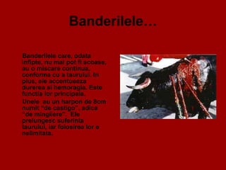 Banderilele… Banderilele care, odata infipte, nu mai pot fi scoase, au o miscare continua, conforma cu a taurului. In plus, ele accentueaza durerea si hemoragia. Este functia lor principala.  Unele  au un harpon de 8cm numit “de castigo”, adica “de mingiiere”.  Ele prelungesc suferinta taurului, iar folosirea lor e nelimitata.  