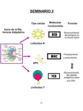 BCR TCR Reconocimiento  del antígeno en su forma nativa MHC Procesamiento  y presentación   Inicio de la Rta.  Inmune Adaptativa Linfocitos B Reconocimiento  del péptido antigénico sobre una CPA   Linfocitos T Tipo celular Moléculas  involucradas Función APC SEMINARIO 2 