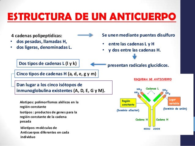 tipos de cadenas ligeras anticuerpos anticuerpos tipos de cadenas ligeras anticuerpos anticuerpos