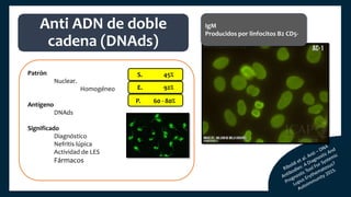 Patrón
Nuclear.
Homogéneo
Antígeno
DNAds
Significado
Diagnóstico
Nefritis lúpica
Actividad de LES
Fármacos
Anti ADN de doble
cadena (DNAds)
S. 45%
E. 92%
P. 60 - 80%
IgM
Producidos por linfocitos B2 CD5-
 
