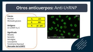 Patrón
Nuclear
Moteado grueso
Antígeno
U1 snRNP A y C
Significado
Miositis
Serositis
Artralgias
Leucopenia
Fenómeno Raynaud
Marcador de la EMTC
S. 26%
E. 88%
P. 30 - 40%
Otros anticuerpos: Anti-U1RNP
 
