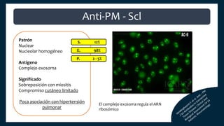 Patrón
Nuclear
Nucleolar homogéneo
Antígeno
Complejo exosoma
Significado
Sobreposición con miositis
Compromiso cutáneo limitado
Poca asociación con hipertensión
pulmonar
S. 12%
E. 98%
P. 2 - 5%
Anti-PM - Scl
El complejo exosoma regula el ARN
ribosómico
 