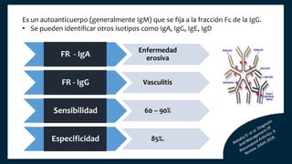 FR - IgA
Enfermedad
erosiva
FR - IgG Vasculitis
Sensibilidad 60 – 90%
Especificidad 85%.
Es un autoanticuerpo (generalmente IgM) que se fija a la fracción Fc de la IgG.
• Se pueden identificar otros isotipos como IgA, IgG, IgE, IgD
 