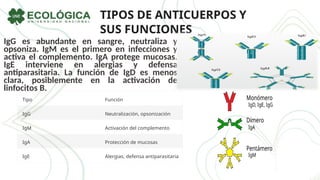 TIPOS DE ANTICUERPOS Y
SUS FUNCIONES
IgG es abundante en sangre, neutraliza y
opsoniza. IgM es el primero en infecciones y
activa el complemento. IgA protege mucosas.
IgE interviene en alergias y defensa
antiparasitaria. La función de IgD es menos
clara, posiblemente en la activación de
linfocitos B.
Tipo Función
IgG Neutralización, opsonización
IgM Activación del complemento
IgA Protección de mucosas
IgE Alergias, defensa antiparasitaria
 