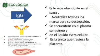 IgG
 Es la mas abundante en el
suero .
 Neutraliza toxinas los
marca para su destrucción.
 Se encuentran en el plasma
sanguíneo y
 en el liquido extra celular.
 Es la única que traviesa la
placenta.
 