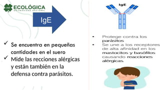 IgE
 Se encuentra en pequeñas
cantidades en el suero
 Mide las recciones alérgicas
y están también en la
defensa contra parásitos.
 