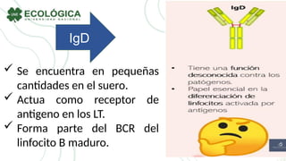 IgD
 Se encuentra en pequeñas
cantidades en el suero.
 Actua como receptor de
antigeno en los LT.
 Forma parte del BCR del
linfocito B maduro.
 