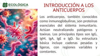 INTRODUCCIÓN A LOS
ANTICUERPOS
Los anticuerpos, también conocidos
como inmunoglobulinas, son proteínas
esenciales del sistema inmunitario.
Actúan neutralizando patógenos y
toxinas. Los principales tipos son IgG,
IgM, IgA, IgE e IgD. Su estructura
básica incluye cadenas pesadas y
ligeras, con regiones variables y
constantes.
 