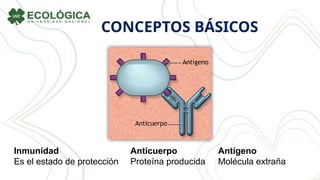 CONCEPTOS BÁSICOS
Inmunidad
Es el estado de protección
Anticuerpo
Proteína producida
Antígeno
Molécula extraña
 