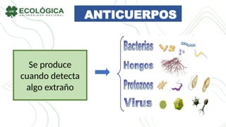 ANTICUERPOS
Se produce
cuando detecta
algo extraño
 