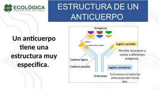 ESTRUCTURA DE UN
ANTICUERPO
Un anticuerpo
tiene una
estructura muy
especifica.
Es la misma en todos los
anticuerpos del mismo
tipo.
Permite reconocer y
unirse a diferentes
antígenos.
 