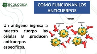 COMO FUNCIONAN LOS
ANTICUERPOS
Un antígeno ingresa a
nuestro cuerpo las
células B ,producen
anticuerpos
específicos.
Marcan
 